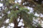 Foto picea_sitchensis_d_1783270607.jpg