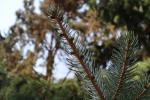 Foto picea_x_lutzii_d3_1783270691.jpg