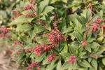 Foto pieris_japonica_d_1783323085.jpg