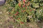 Foto pieris_japonica_h_1783323110.jpg