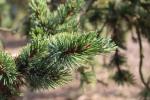 Foto pinus_aristata_d2_1783323287.jpg