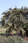 Foto pinus_aristata_h_1783323328.jpg