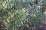 Foto pinus_armandii_d_1783323425.jpg