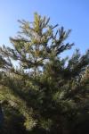 Foto pinus_armandii_h_1783323448.jpg