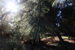Foto pinus_ayacahuite_d2_1783323513.jpg