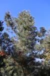 Foto pinus_ayacahuite_h1_1783323529.jpg