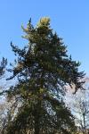 Foto pinus_banksiana_h_1783323653.jpg
