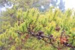 Foto pinus_banksiana_ii_d1_1783323691.jpg