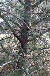 Foto pinus_bungeana_d1_1783323757.jpg