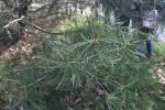 Foto pinus_bungeana_d2_1783323778.jpg