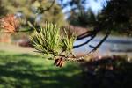 Foto pinus_contorta_d_1783324009.jpg