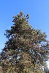 Foto pinus_contorta_h_1783324031.jpg