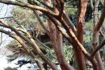 Foto pinus_densiflora_d1_1783324309.jpg