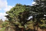 Foto pinus_densiflora_h_1783324336.jpg