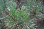 Foto pinus_densiflora_ii_d2_1783324363.jpg