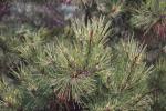 Foto pinus_densiflora_iii_d_1783324556.jpg