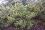 Foto pinus_densiflora_iii_h_1783324579.jpg