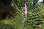 Foto pinus_heldreichii_d5_1783326021.jpg