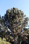 Foto pinus_heldreichii_h_1783326061.jpg