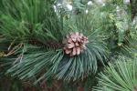 Foto pinus_heldreichii_ii_d1_1783326041.jpg