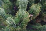 Foto pinus_heldreichii_´karmel´_d2_1783325687.jpg