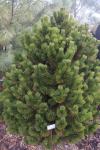 Foto pinus_heldreichii_´karmel´_h_1783325723.jpg