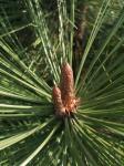 Foto pinus_jeffreyi__joppi__-_detail_(arboretum_vsenory)_1684185861.jpg