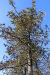 Foto pinus_jeffreyi_h_1783347520.jpg