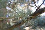 Foto pinus_koraiensis_d2_1783348177.jpg