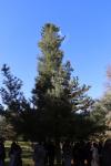 Foto pinus_koraiensis_h_1783348205.jpg