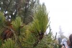 Foto pinus_leucodermis_d1_1783348304.jpg