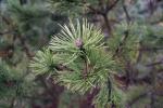 Foto pinus_mugo_ii_d_1783348707.jpg