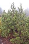 Foto pinus_mugo_ii_h_1783348731.jpg