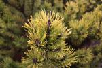 Foto pinus_mugo_´wintergold´_i_d_1783348804.jpg