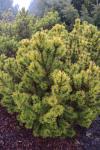 Foto pinus_mugo_´wintergold´_i_h_1783348826.jpg