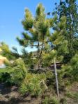 Foto pinus_nigra__goldfingers__-_habitus_(arboretum_vsenory)_1684187282.jpg