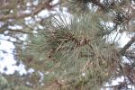 Foto pinus_nigra_d1_1783349008.jpg
