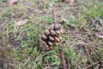 Foto pinus_nigra_d2_1783349025.jpg