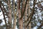 Foto pinus_nigra_d3_1783349043.jpg