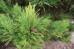 Foto pinus_nigra_´globosa_litomysl´_d_1783348888.jpg