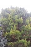 Foto pinus_nigra_´globosa_litomysl´_h_1783348907.jpg