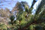 Foto pinus_parviflora_d2_1783349387.jpg