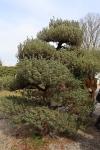 Foto pinus_parviflora_iii_h_1783349416.jpg