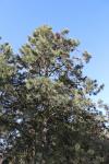 Foto pinus_ponderosa_h_1783349796.jpg