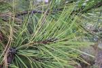 Foto pinus_ponderosa_ii_d1_1783349708.jpg