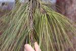 Foto pinus_ponderosa_iii_d2_1783349663.jpg