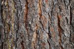 Foto pinus_ponderosa_scopulorum_d2_1783349628.jpg