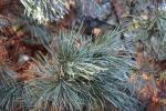 Foto pinus_pumila_d1_1783349858.jpg