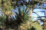 Foto pinus_pungens_d1_1783349945.jpg