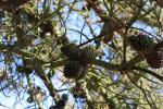 Foto pinus_pungens_d2_1783349967.jpg